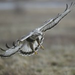 roughleggedbuzzard