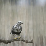 roughleggedbuzzard