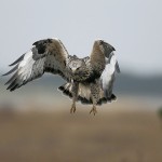 roughleggedbuzzard