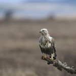 roughleggedbuzzard