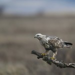 roughleggedbuzzard