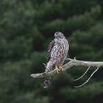 goshawk0.jpg