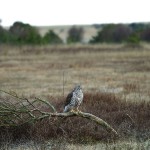 goshawk0a.jpg