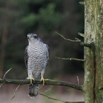 goshawk25.jpg