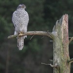 goshawk28.jpg