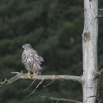 goshawk3.jpg