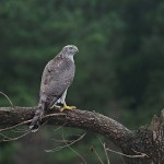 goshawk33.jpg