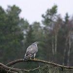 goshawk36.jpg