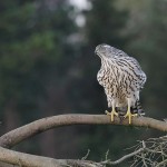 goshawk37.jpg