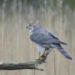 Goshawk