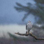 Goshawk