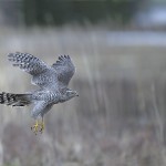 Goshawk