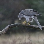 Goshawk