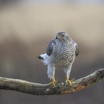 Goshawk