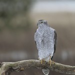 Goshawk