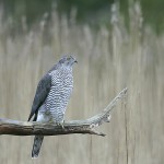 Goshawk