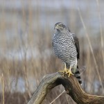 Goshawk