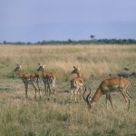 Kenya_othermammals033.jpg