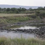 kenya-antelopes-021.jpg