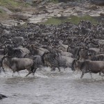 kenya-antelopes-024.jpg