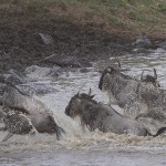 kenya-antelopes-025.jpg