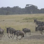 kenya-antelopes-026.jpg