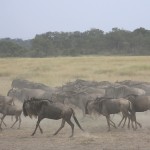 kenya-antelopes-027.jpg