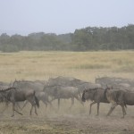 kenya-antelopes-028.jpg