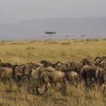 kenya-antelopes-029.jpg