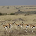 kenya-antelopes-031.jpg