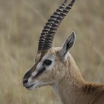 kenya-antelopes-031b.jpg