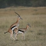 kenya-antelopes-032.jpg