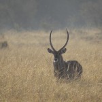 kenya-antelopes-033.jpg