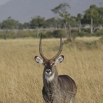 kenya-antelopes-034.jpg