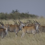 kenya-antelopes-035.jpg