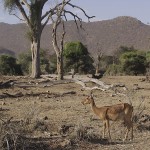 kenya-antelopes-036.jpg