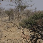 kenya-antelopes-037.jpg