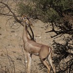 kenya-antelopes-038.jpg