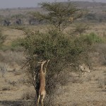 kenya-antelopes-039.jpg