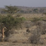 kenya-antelopes-040.jpg