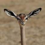 kenya-antelopes-041.jpg