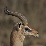 kenya-antelopes-042.jpg