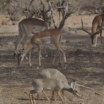 kenya-antelopes-044.jpg