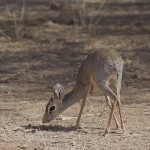 kenya-antelopes-045.jpg