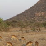 kenya-antelopes-046.jpg