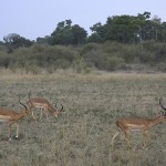 kenya-antelopes-047.jpg