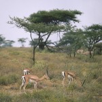 kenya_othermammals037.jpg