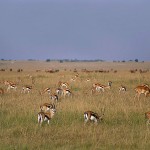 kenya_othermammals038.jpg