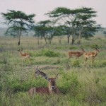 kenya_othermammals039.jpg