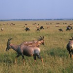 kenya_othermammals040.jpg